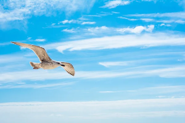 Flygande mås i himlen. — Stockfoto