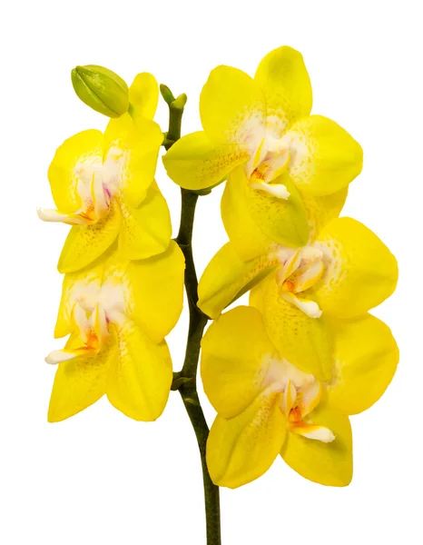 Žlutá orchidej na bílém pozadí — Stock fotografie