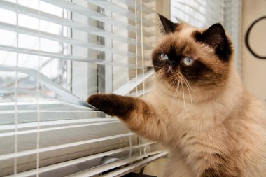 kedi dışarıda pencere Panjur ile seyir