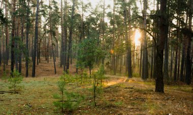 Çam ormanı ile güneş ağaçların arasından parlıyor.