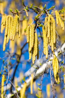 huş ağacı dalları ile gökyüzü karşı kedicikler
