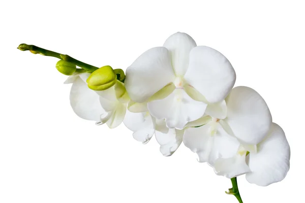 Storczyków duże wargi, biały oddział storczyków kwiaty — Zdjęcie stockowe