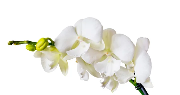 Storczyków duże wargi, biały oddział storczyków kwiaty — Zdjęcie stockowe