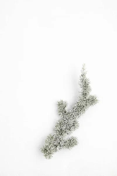 Weihnachtsbaumzweig Auf Weißem Hintergrund Flach Gelegt Draufsicht Kopierraum Winterurlaub Weihnachtsgrußkarte — Stockfoto
