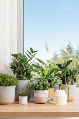 Çeşitli ev bitkilerinin toplanması. Ev bahçıvanlığı, yeşillik, bitkilerle iç tasarım, hobi konsepti