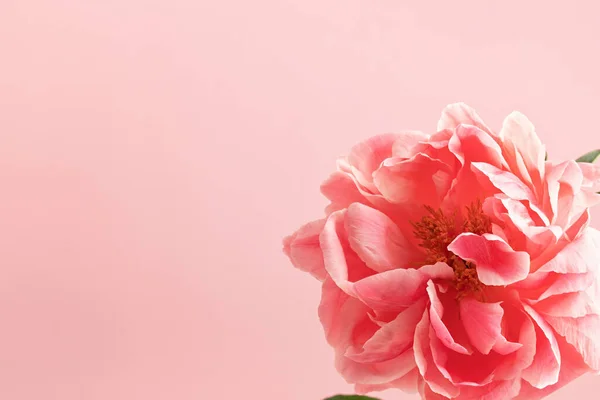 Profumo Peonie Rosa Fiorista Artigiano Negozio Fiori Concetto Consegna Fiori — Foto Stock