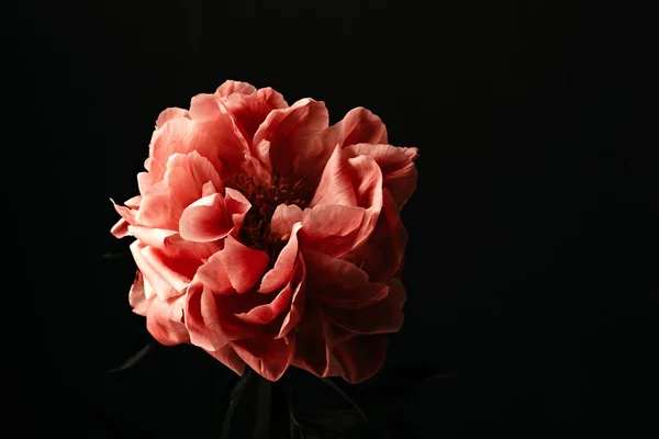 Peonías Rosadas Sobre Fondo Oscuro Imagen Estilo Barroco Floral Moody — Foto de Stock