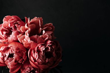 Siyah arka planda pembe şakayıklar. Huysuz çiçekli barok tarzı görüntü