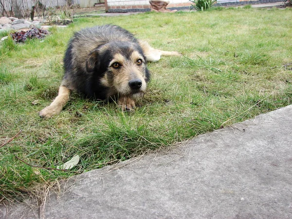 Jack adında bir köpek çimlere uzanıp bekliyor.