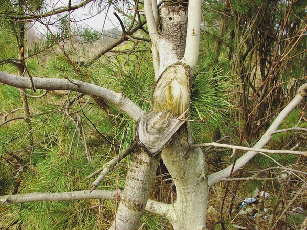 Orman ağacı iğnelerden kırılmış. Çoğunlukla bulutlu. sonbahar