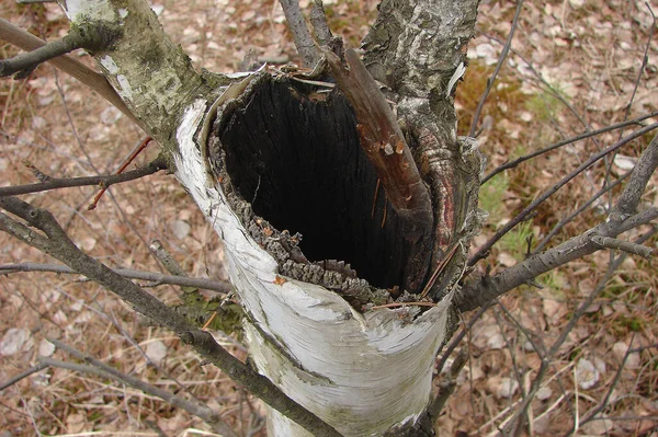 Ormanda ölen bir ağacın yaşlılığı           