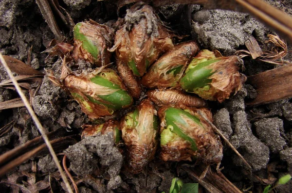 Eğreltiotu ilkbaharda uyanır