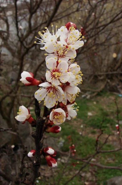 Nehrin kenarında kiraz çiçekleri açıyor.