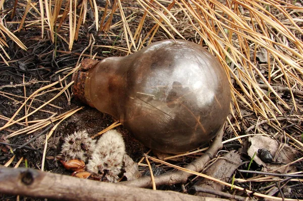 Lamba sonbaharda ormanda bulundu.