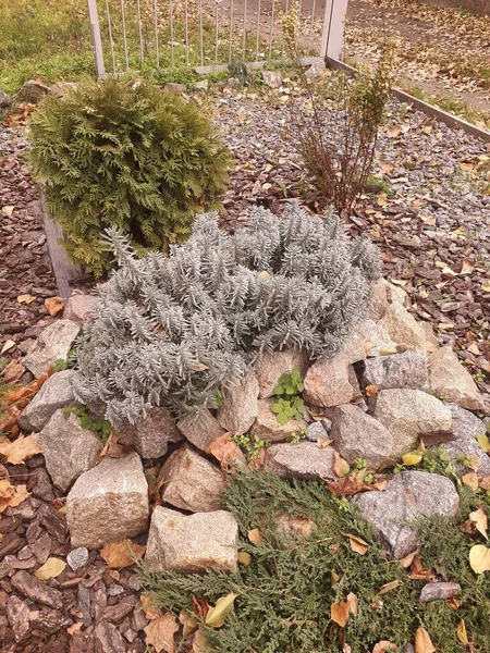 Şehirde sonbahar çiçekleri, taşlardan büyüyen çiçekler.