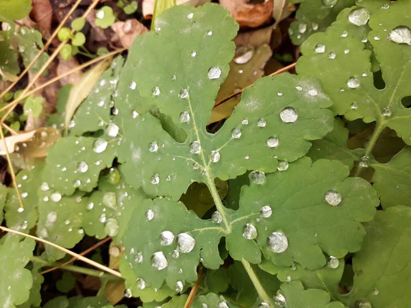 Çiy damlaları selandin yaprağına düşer.