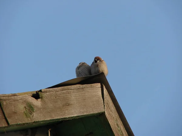 serçeler çatıda oturuyor