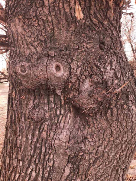 Ağaç kabuğu desenli tuhaf