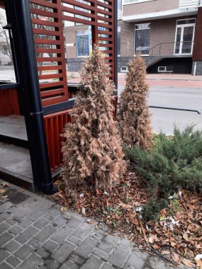 Kentte bitkiler ve sonbahar