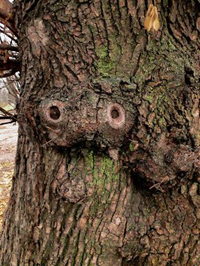 Ağaç kabuğu gibi yüzü var.