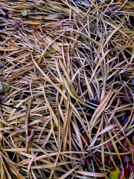 Sonbahar ve solmuş bitki yaprakları