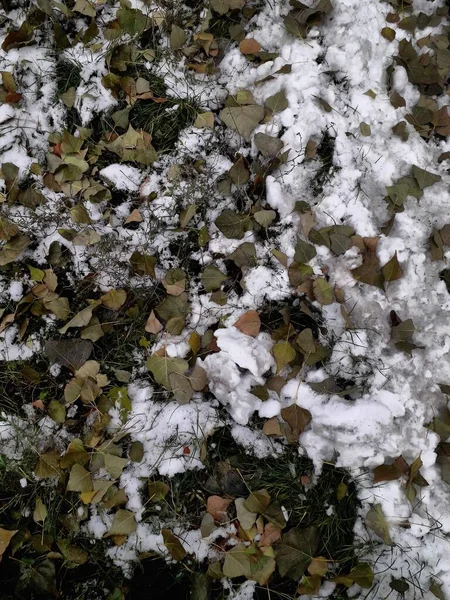 Şehrin içinde düşen yapraklar ve kar.