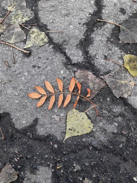 Yerde bir akasya yaprağı kışı bekliyor.