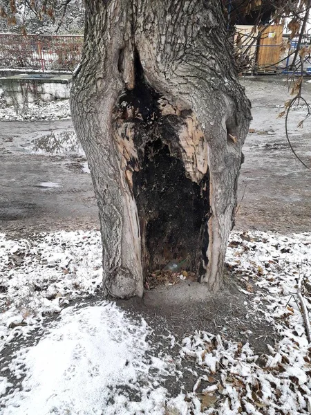 Büyük bir ağaçta büyük bir oyuk