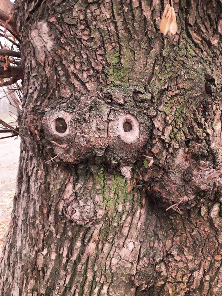 Árbol Con Textura Corteza Extraña — Foto de Stock