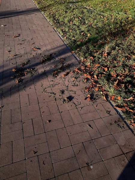 Yırtık çimenler kaldırım taşları üzerinde