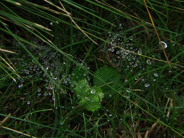 dew drops on a plant hanging on a cobweb