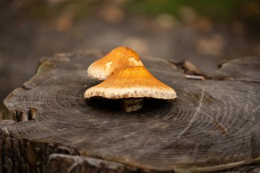 Eski bir ağaç kütüğündeki mantarlar. Doğal arkaplan.