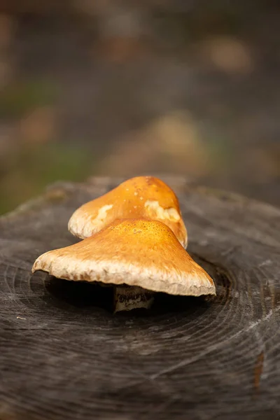 Grzyby Starym Pniu Drzewa Naturalne Tło — Zdjęcie stockowe