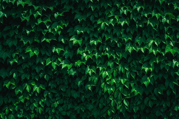 Feuilles Vertes Fraîches Recouvrant Mur Fond Vert Naturel Jeunes Feuilles — Photo