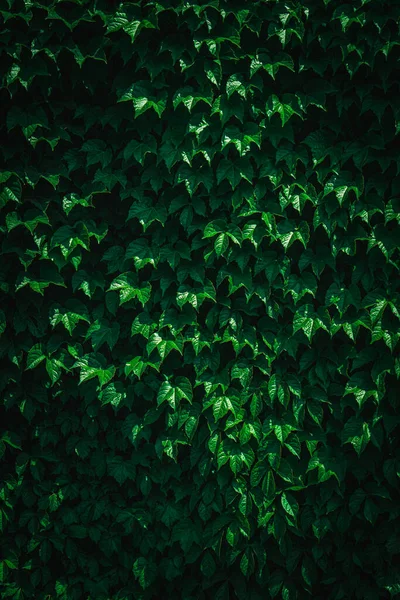 Duvarı Kaplayan Taze Yeşil Yapraklar Genç Yeşil Yaprakların Doğal Yeşil — Stok fotoğraf