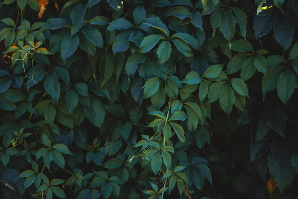 壁を覆う新緑の葉 若い緑の葉からの自然な緑の背景 — ストック写真