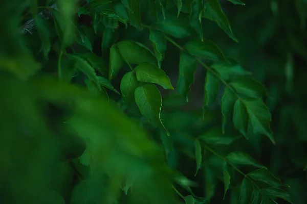 Folhas Verdes Frescas Cobrindo Parede Fundo Verde Natural Folhas Verdes — Fotografia de Stock