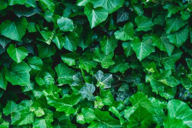 Çalı yapraklarını çiğ damlalarıyla kapatın. Islak yapraklardan yeşil arkaplan. Ekoloji hakkında bir poster için arka plan.
