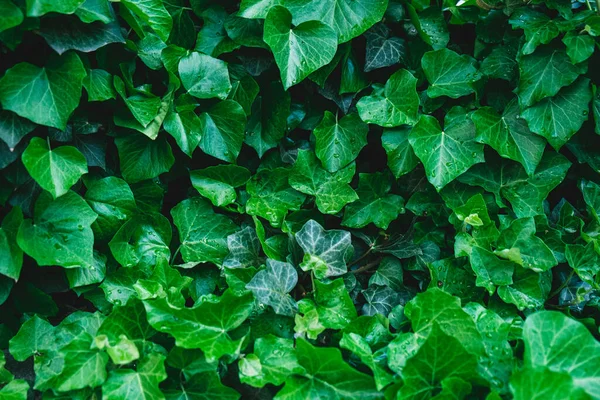 Çalı yapraklarını çiğ damlalarıyla kapatın. Islak yapraklardan yeşil arkaplan. Ekoloji hakkında bir poster için arka plan.
