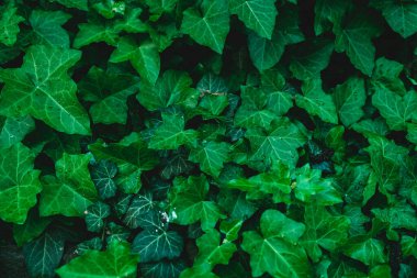 Çalı yapraklarını çiğ damlalarıyla kapatın. Islak yapraklardan yeşil arkaplan. Ekoloji hakkında bir poster için arka plan.