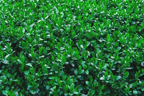 Sluiten Van Struikbladeren Met Dauwdruppels Groene Achtergrond Van Natte Bladeren — Stockfoto