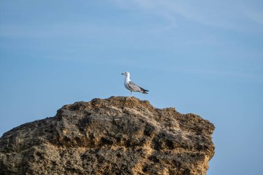 Martı mavi gökyüzüne karşı bir taşın üzerinde oturur. Kayadaki deniz kuşu.