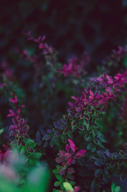 Bitkilerin çok renkli yapraklarının doğal arka planı.