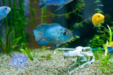 Vibrant blue and yellow cichlid fish swimming near a white skull ornament in a planted aquarium.