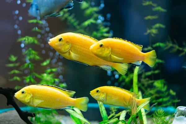 Group of bright yellow Labidochromis caeruleus or electric yellow cichlids swimming in a freshwater aquarium.