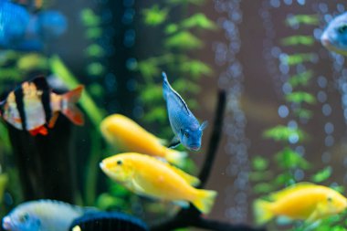 Colorful tropical fish including yellow cichlids and a Tiger Barb in an aquarium.