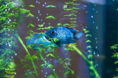 Vibrant blue cichlid fish swimming among green plants with bubbles in a dark aquarium.