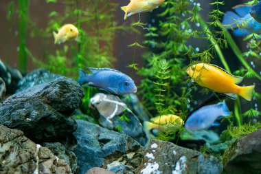 Sarı ve mavi kabuklu balıklar büyük kayalar ve yeşil bitkiler arasında yüzüyor..