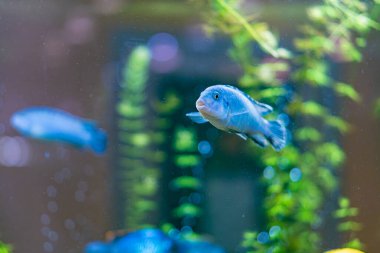 Mavi bir cichlid, temiz bir tatlı su akvaryumunda kabarcıklı yemyeşil bitkilerin yanından yüzer..
