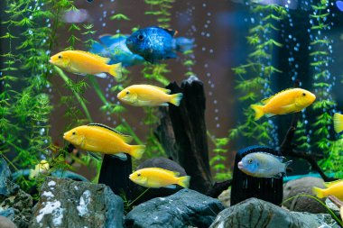 Parlak sarı cichlids ve mavi cichlid canlı bir tatlı su akvaryum tankında yüzerler..